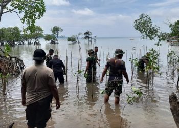 Peduli Lingkungan, Kodim 1513/SBB Tanam Bibit Mangrove