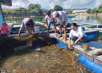 Realisasi Program Ketahanan Pangan, Desa Galala Panen Ikan dan Bagi Bibit Tanaman