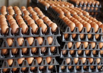 Harga Ikan dan Telur ‘Bersaing Ketat’ di Pasar Tradisional Ambon