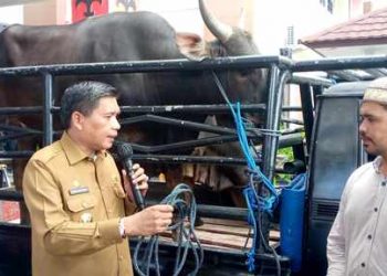 Pemkot Ambon Bagi 35 Kambing dan 35 Sapi