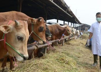 Pemkot Pastikan Kebutuhan Daging Jelang Idul Adha Cukup