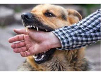 Januari-Juni 2023, 330 Warga Ambon Digigit Anjing Rabies, 4 Meninggal