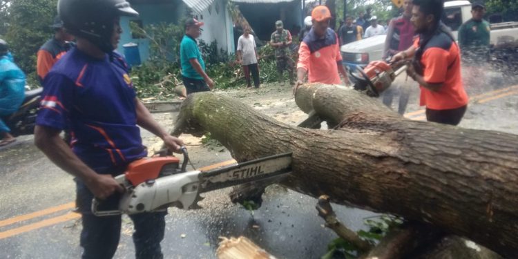 Damkar Ambon Evakuasi Pohon Tumbang di Sembilan Titik