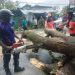Damkar Ambon Evakuasi Pohon Tumbang di Sembilan Titik