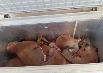 Karantina Maluku Temukan Daging Anjing Ilegal saat Pengawasan Nataru