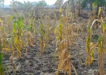 Gagal Panen, DPRD Minta DKP Koordinasi Kabupaten dan Kota di Maluku