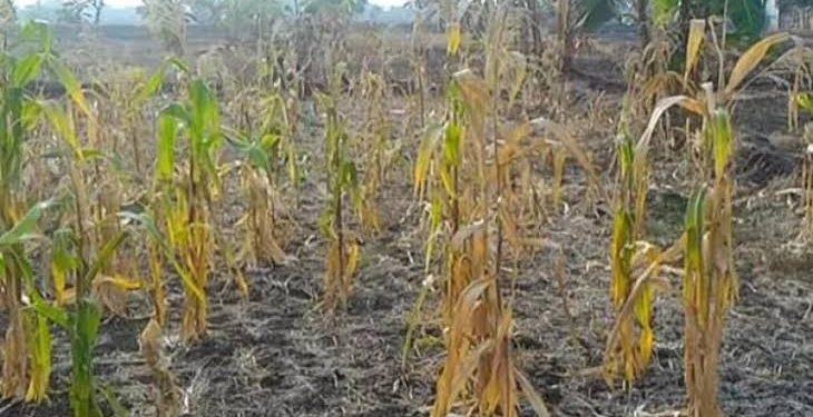 Gagal Panen, DPRD Minta DKP Koordinasi Kabupaten dan Kota di Maluku