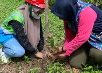 PLN UIW MMU Konsisten Jaga Hutan Lindung di Weda