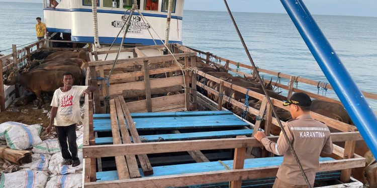 143 Ekor Sapi Ras Bali Asal Maluku Tengah Dikirim ke Sorong