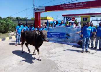 Pertamina Patra Niaga Regional Papua Maluku Salurkan 128 Hewan Kurban untuk Masyarakat