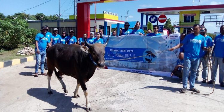 Pertamina Patra Niaga Regional Papua Maluku Salurkan 128 Hewan Kurban untuk Masyarakat