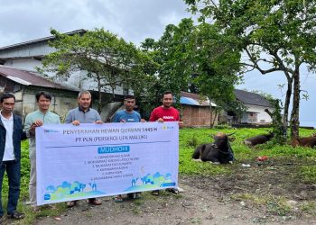 PLN UIW MMU Salurkan Puluhan Hewan Kurban Kepada Masyarakat 