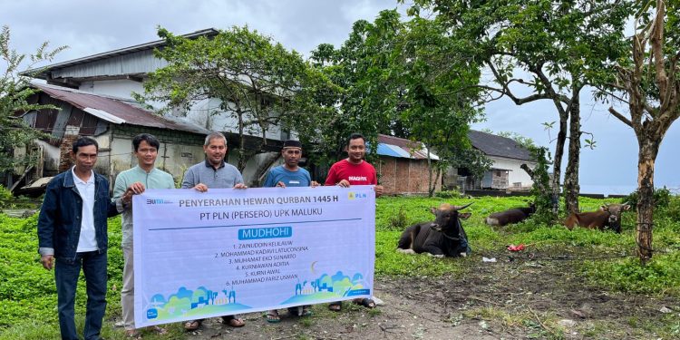 PLN UIW MMU Salurkan Puluhan Hewan Kurban Kepada Masyarakat 