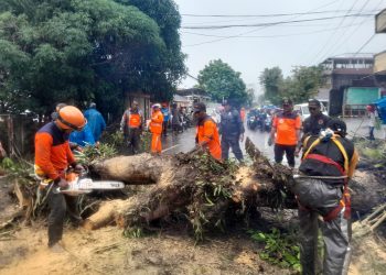 Pemkot Ambon Tebang Pohon di Sejumlah Titik
