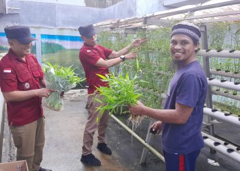 Berdayakan Warga Binaan, Rutan Ambon Panen Sayuran Hidroponik