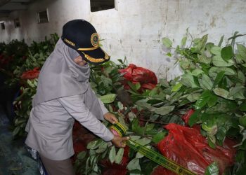 5000 Bibit Pala Dari Obi Tidak Diijinkan Masuk Ambon, Ini Alasannya