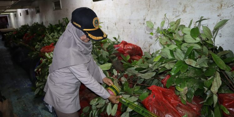 5000 Bibit Pala Dari Obi Tidak Diijinkan Masuk Ambon, Ini Alasannya