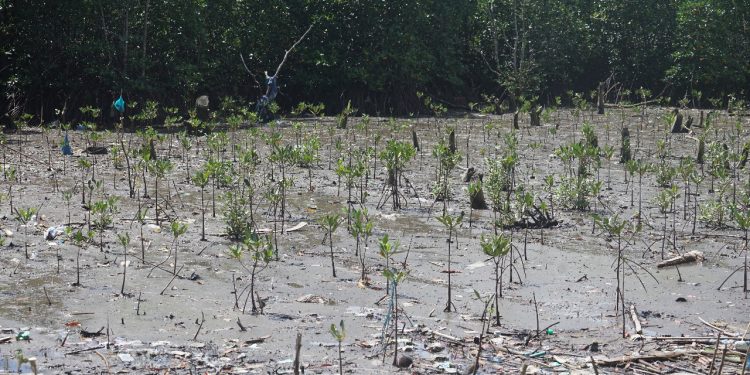 Bibit Mangrove Depan PLTD Poka Mulai Bertunas Pasca Setahun Penanaman