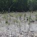 Bibit Mangrove Depan PLTD Poka Mulai Bertunas Pasca Setahun Penanaman