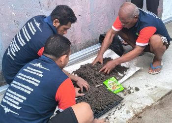 WB Wahai Semai Ratusan Benih Tomat