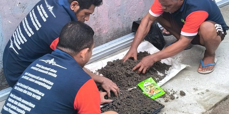 WB Wahai Semai Ratusan Benih Tomat