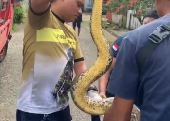 Sepanjang Tahun 2024, Damkar Ambon Evakuasi 8 Ular dan 18 Sarang Tawon di Rumah Warga