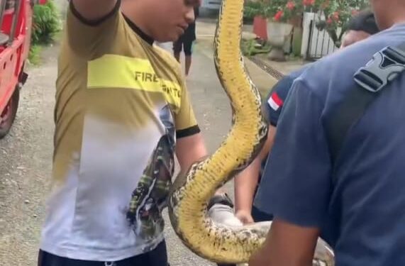 Sepanjang Tahun 2024, Damkar Ambon Evakuasi 8 Ular dan 18 Sarang Tawon di Rumah Warga