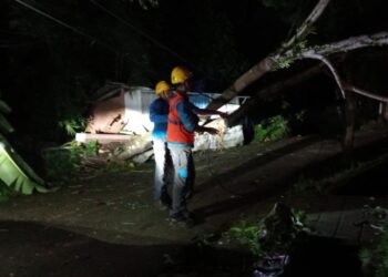 PLN UIW MMU Gerak Cepat Pulihkan Sistem Kelistrikan yang Terganggu akibat Pohon Tumbang di Ambon