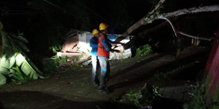 PLN UIW MMU Gerak Cepat Pulihkan Sistem Kelistrikan yang Terganggu akibat Pohon Tumbang di Ambon