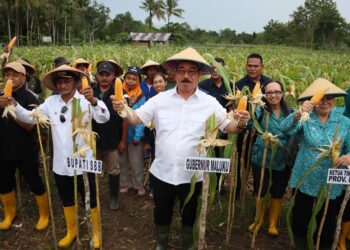 Gubernur Maluku Ikut Panen Jagung Hibrida di Desa Hatusua SBB