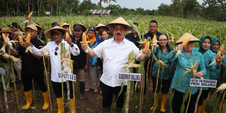 Gubernur Maluku Ikut Panen Jagung Hibrida di Desa Hatusua SBB