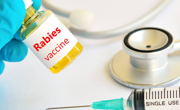 8.000 VAR Akan Tiba, Pemkot Targetkan Kota Ambon Bebas Dari Rabies
