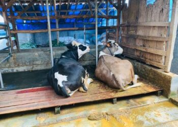 Pekan Depan, Pemkot Ambon Periksa Kesehatan Hewan Kurban