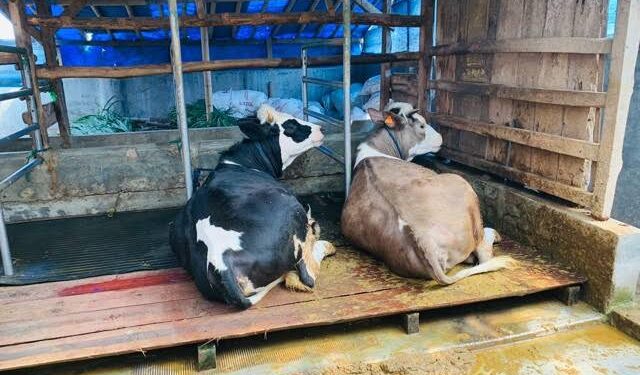 Pekan Depan, Pemkot Ambon Periksa Kesehatan Hewan Kurban