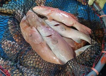 Balai Karantina Hewan Maluku Catat Peningkatan Ekspor Sebesar 50,5 Persen