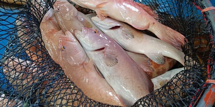 Balai Karantina Hewan Maluku Catat Peningkatan Ekspor Sebesar 50,5 Persen