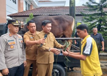 Pemkot Ambon Serahkan Ratusan Hewan Kurban Kepada Masjid dan Lembaga Agama