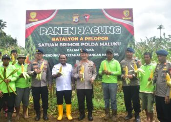 Dukung Ketahanan Panganan Nasional, Sat Brimob Maluku Panen Jagung 2 Ton