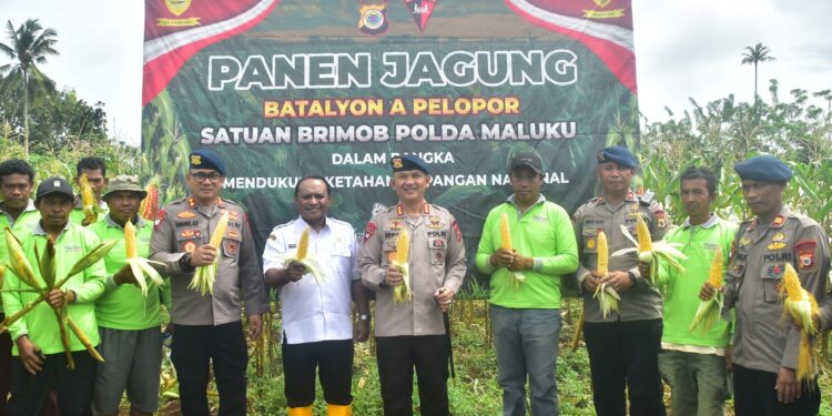 Dukung Ketahanan Panganan Nasional, Sat Brimob Maluku Panen Jagung 2 Ton