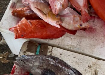 Ikan Pasar Mardika Diduga Terkontaminasi Merkuri dan E. coli, Ini Kata Pemkot Ambon!