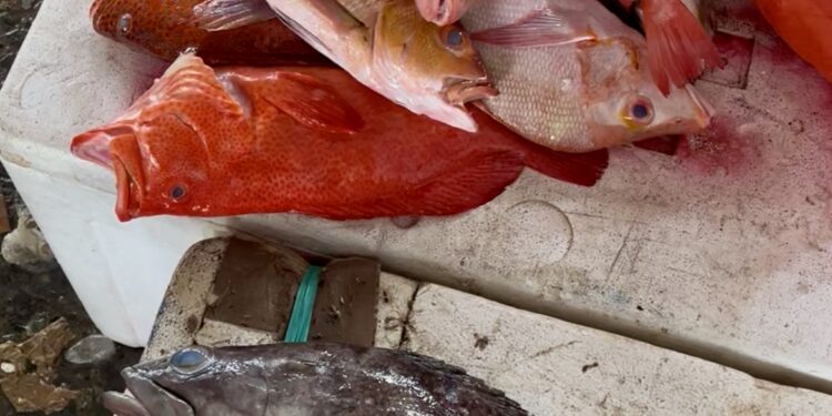 Ikan Pasar Mardika Diduga Terkontaminasi Merkuri dan E. coli, Ini Kata Pemkot Ambon!