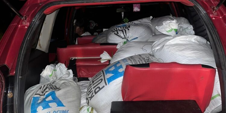 Ops Antik Salawaku 2025, Polres SBB Sita Ratusan Liter Sopi