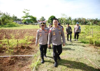 Tinjau Kebun Ketahanan Pangan Polres Tual, Kapolda Maluku Apresiasi Upaya Mandiri Personel
