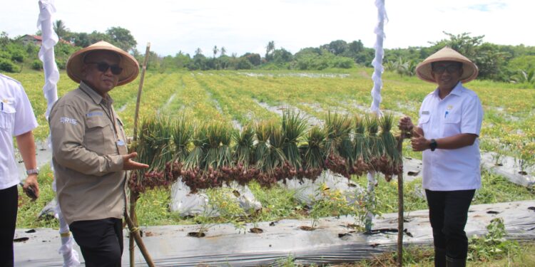 BI dan Pemprov Maluku Panen Cabai Digital Farming dan Konvensional