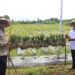 BI dan Pemprov Maluku Panen Cabai Digital Farming dan Konvensional
