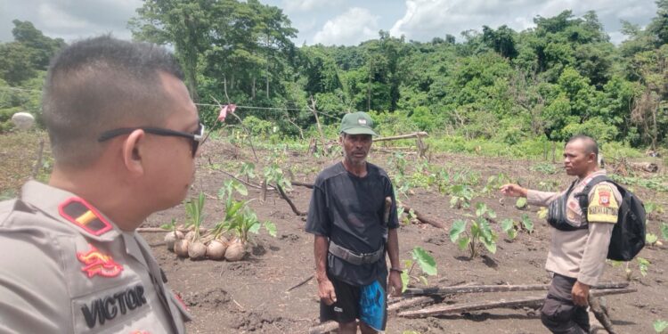Polsek Nirunmas Siapkan Lahan Jagung Hibrida di Kepulauan Tanimbar