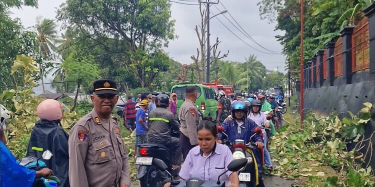 Pohon Tumbang Timpa Angkot di Ambon, Kapolsek Nusaniwe Atur Lalin di TKP